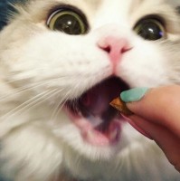 Аватара пользователя