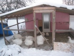 Зимовка индюков и цесарок .