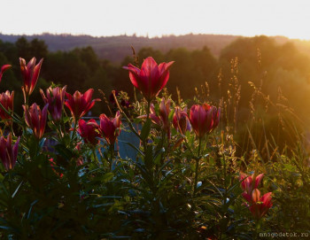 в лучах заходящих