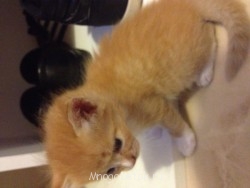 Маленькие котята в большом городе. Отдадим в добрую семью. - image.jpg